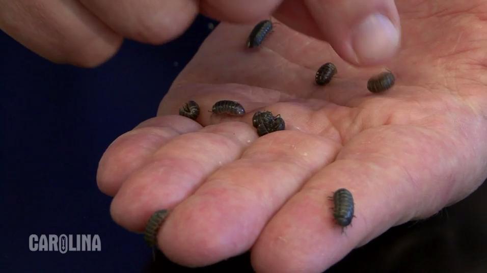 Pill Bug Behavior Carolina Knowledge Center