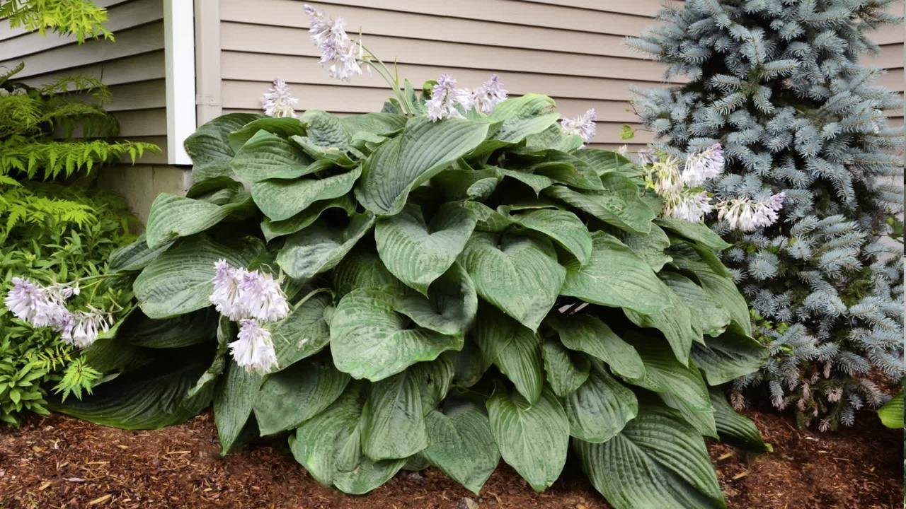 PROVEN WINNERS 0.65 Gal. Shadowland Empress Wu (Hosta) Live Plant