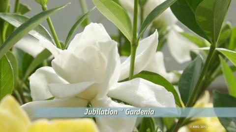 Southern Living Plant Collection White 2 Gallon-Jubilation Gardenia 