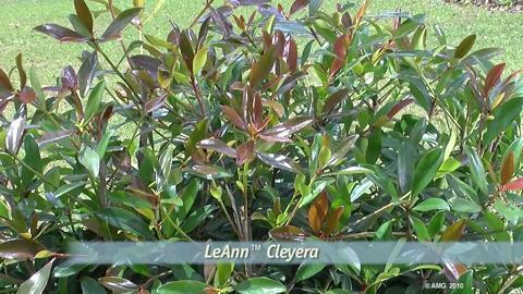 SOUTHERN LIVING 3 Gal. Bigfoot Cleyera - Live Fast Growing Evergreen Shrub, Glossy Foliage 55073