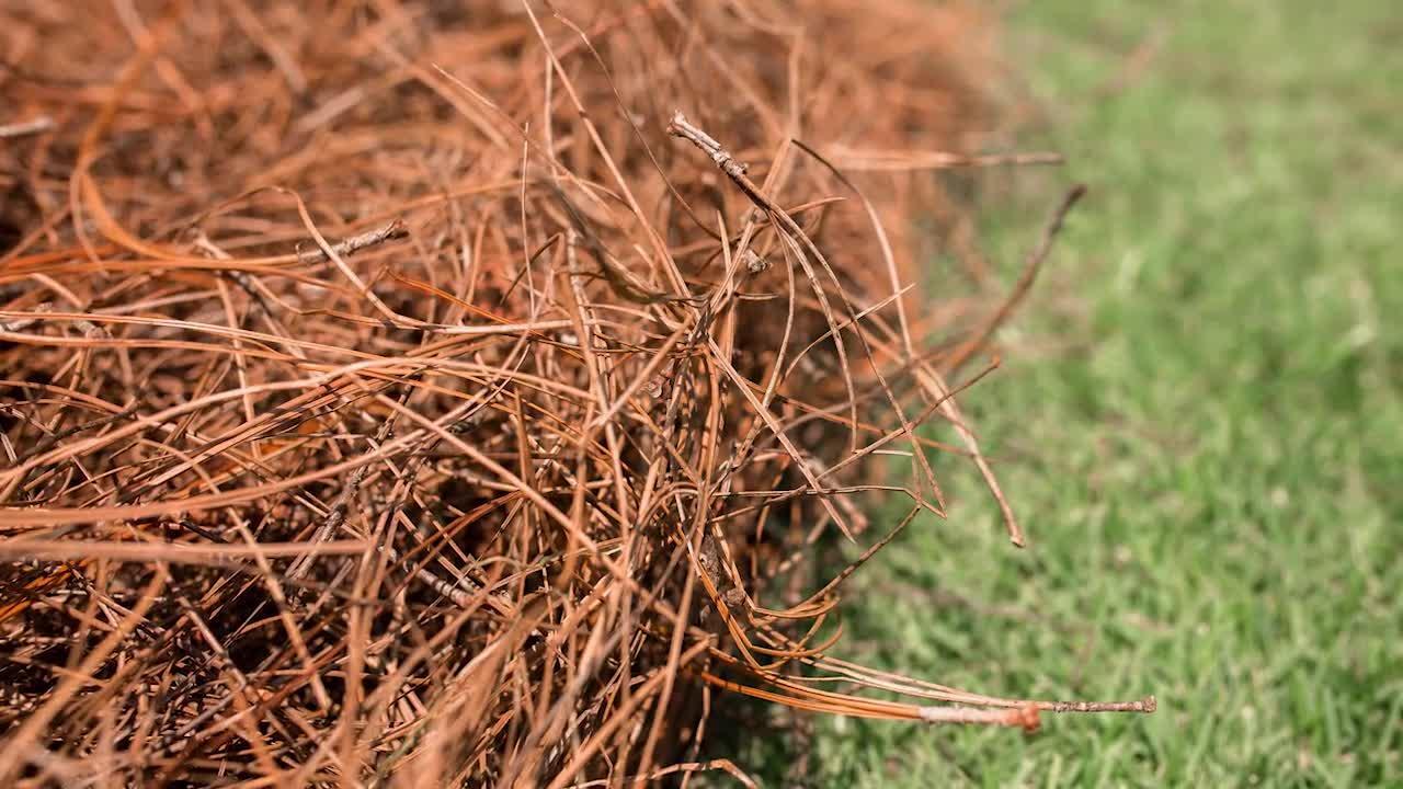 USA Pinestraw Box of 160 sq.ft. Long Needle Pine Straw Mulch