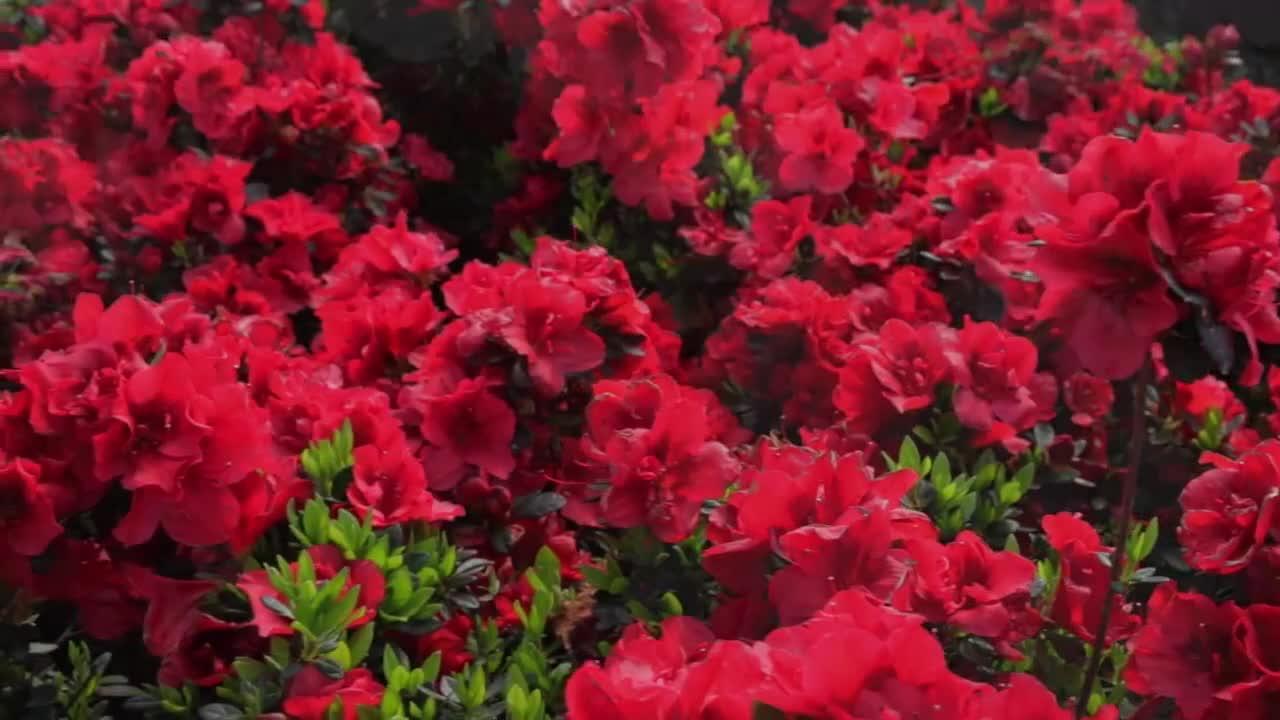 1 Gal. Autumn Fire Shrub with True Red Reblooming Flowers