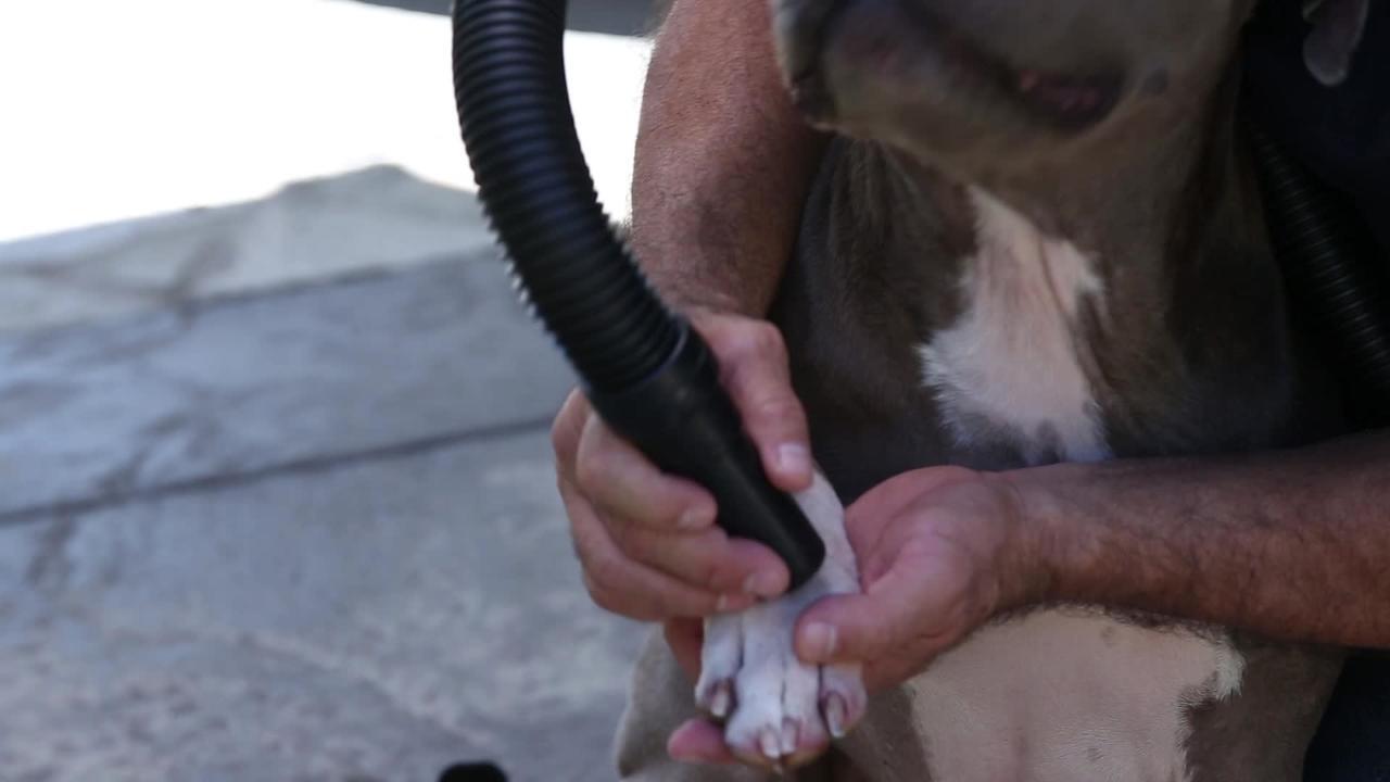 Fido shop dog dryer