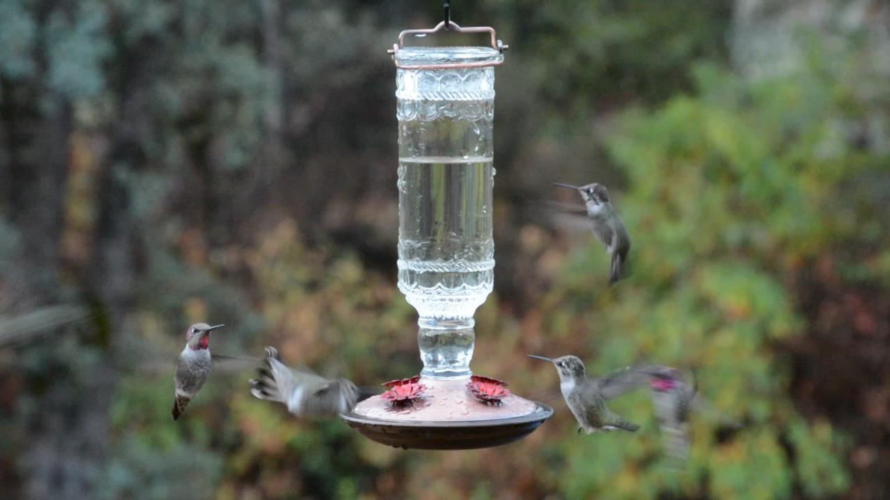 glass bottle hummingbird feeder