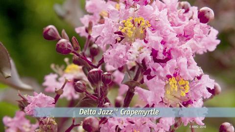 Delta Fusion™ Crapemyrtle - Southern Living Plants