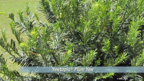SOUTHERN LIVING 2 Gal. Yewtopia Plum Yew Shrub - Thumbnail 2