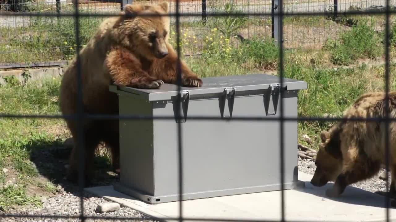 Metal garbage cans are the ultimate bear proof trash enclosures