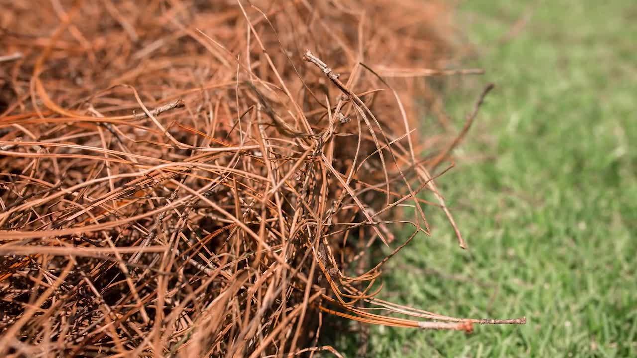 Long Leaf Pine Needles Delivered & Spread