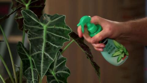  Houseplant Leaf Shine Spray - Leaf Polish, Gloss, and Shine,  Perfect for House Plants and Foliage : Patio, Lawn & Garden