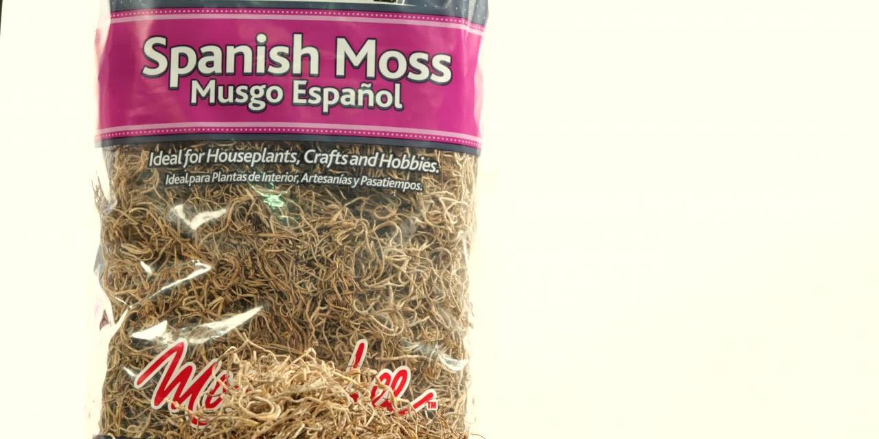 Premium Natural Spanish Moss | Natural Preserved - Great Ground Cover -  Filler for Potted Plants - by GARDENERA - 1 Quart Bag