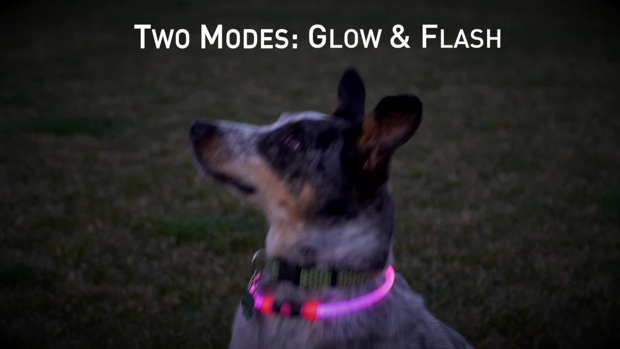 vi Yo riflettente LED Pet Dog Collar LED lampeggiante cane sicurezza collare in nylon luminoso Night Pet Necklacesee quando il tuo Dogcat is in the Dark