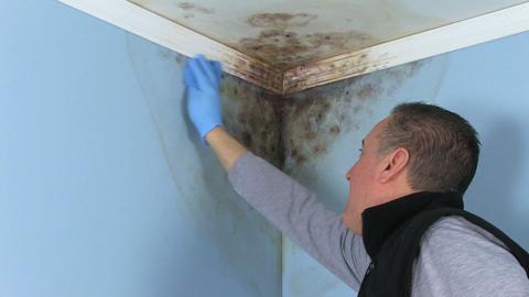 rust oleum mold killing primer