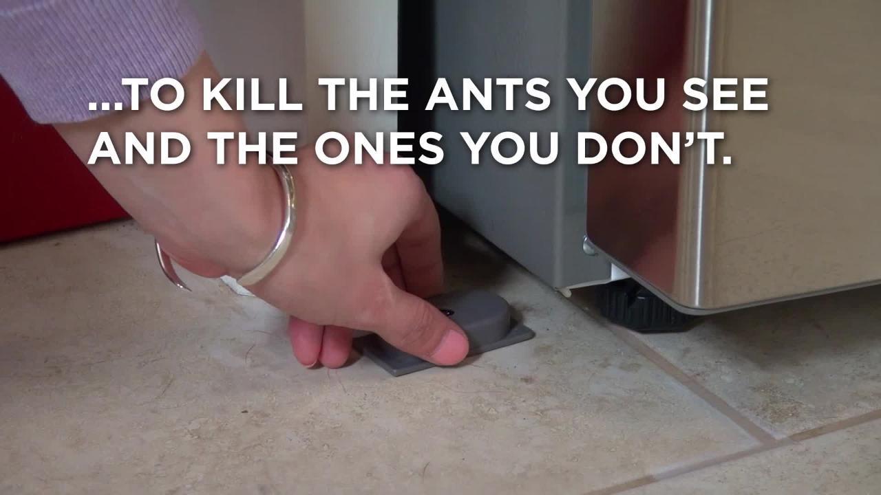 DON'T KILL the ants in your home!! ❌ 