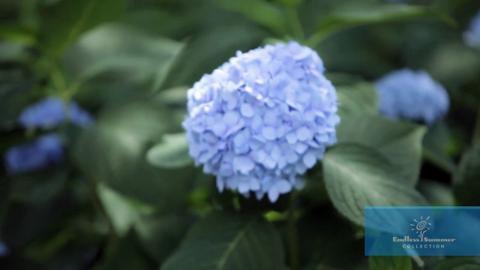 Hydrangea Blue Translucent Color Spray - LO Florist Supplies