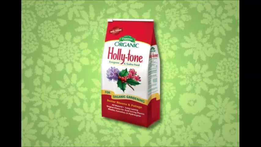 is holly tone dangerous for dogs