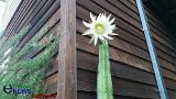 Watch: Rare Event: Psychoactive San Pedro Cactus Flower Blooming (Awesome Time-lapse)