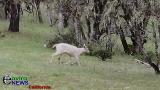 Video: EnviroNews Films Rare White Deer as More Amazing Wildlife Emerges During COVID-19 Lockdowns