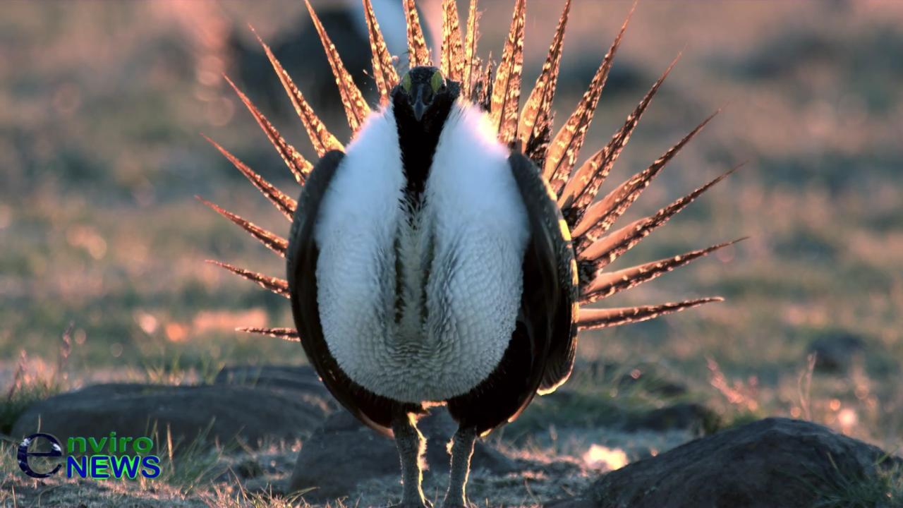 Lions and Tigers and… Sage Grouse? Oh My! — The Granddaddy Endangered Species Battle of Them All