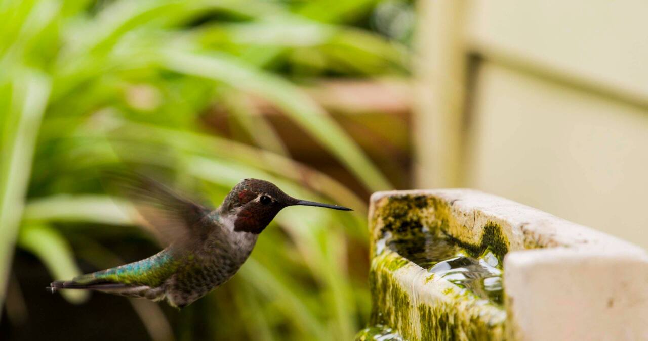 Watch: Hummingbirds in Super Slow-Mo in Beautiful Northern California