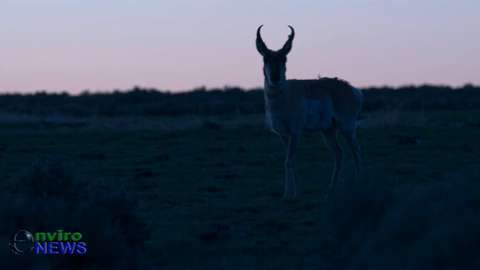 Rare Wildlife Footage: Antelope Buck Strolls Through Sage Grouse Lek During ‘Ritual Mating Dance’
