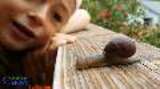EnviroKids: Shelly the Snail — What she’s been doing in your garden