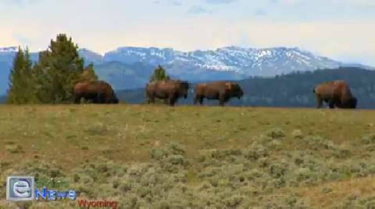 The Bison Herds of the Magnificent Grand Tetons