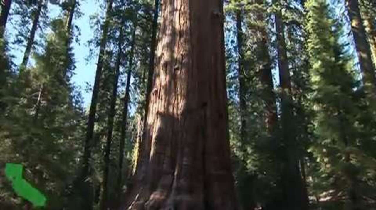 The General Sherman Tree — It’s The Largest Living Thing on Earth!