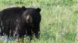 EnviroNews Wyoming Cameraman Captures Black Bear From Eight Feet Away in Yellowstone Park