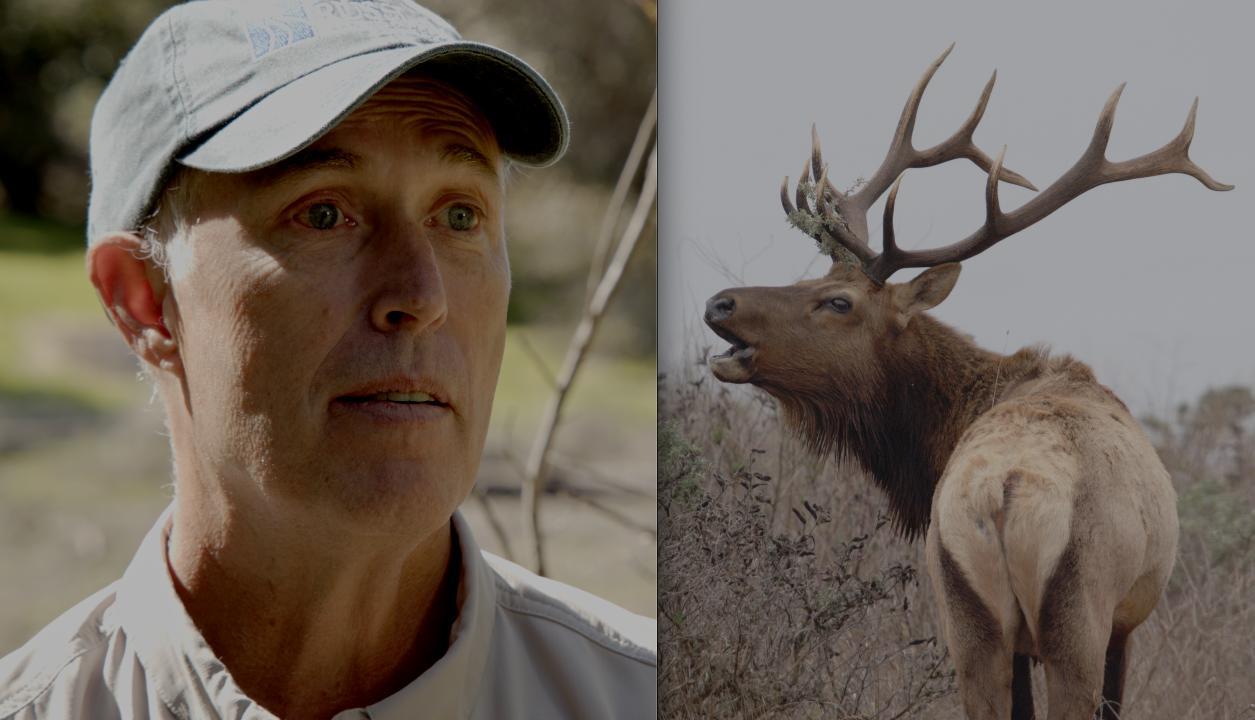 Rep. Jared Huffman Explains His Position Top-to-Bottom in the Battle to Manage CA’s Rare Tule Elk (EnviroNews in-Depth Exclusive)
