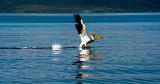 Watch: Ever Seen an American White Pelican Walk on Water? (Video)