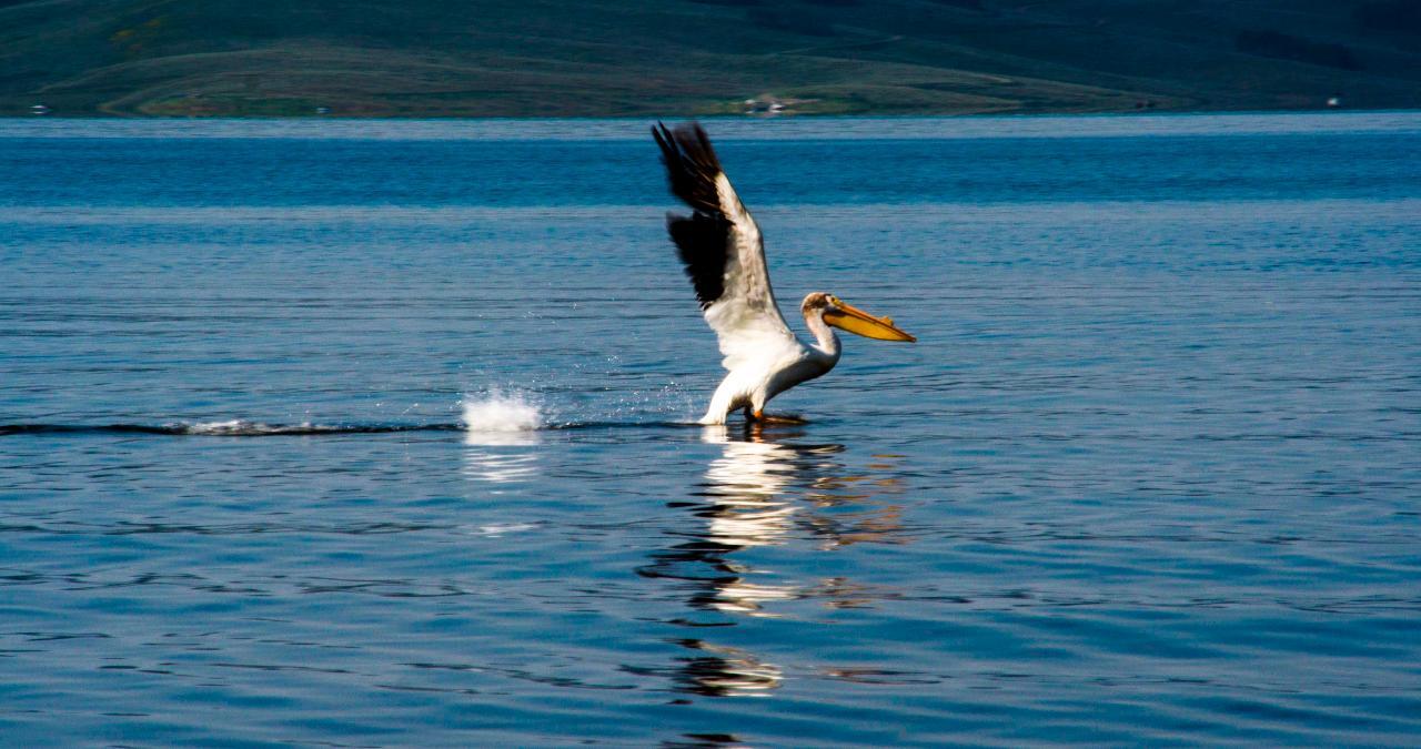 Watch: Ever Seen an American White Pelican Walk on Water? (Video)