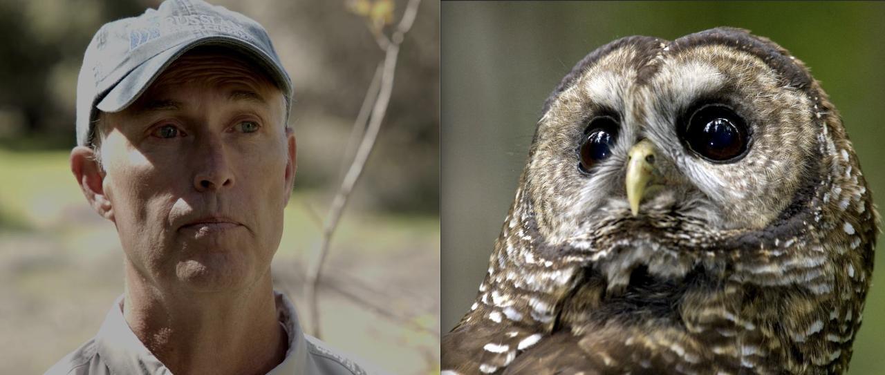 Trump Tried to Rip off N. Spotted Owl of 3.4M Acres of Habitat; Rep. Huffman, Haaland, Dem Lawmakers Say No Way