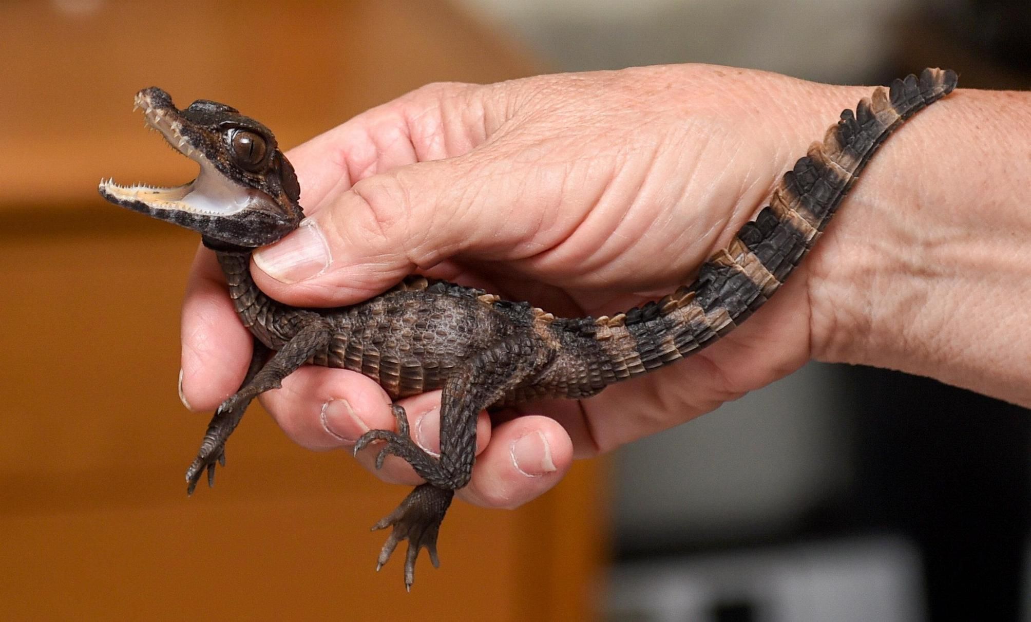 Lone Wolf Baby Gator Discovered In Bayport Pool Newsday
