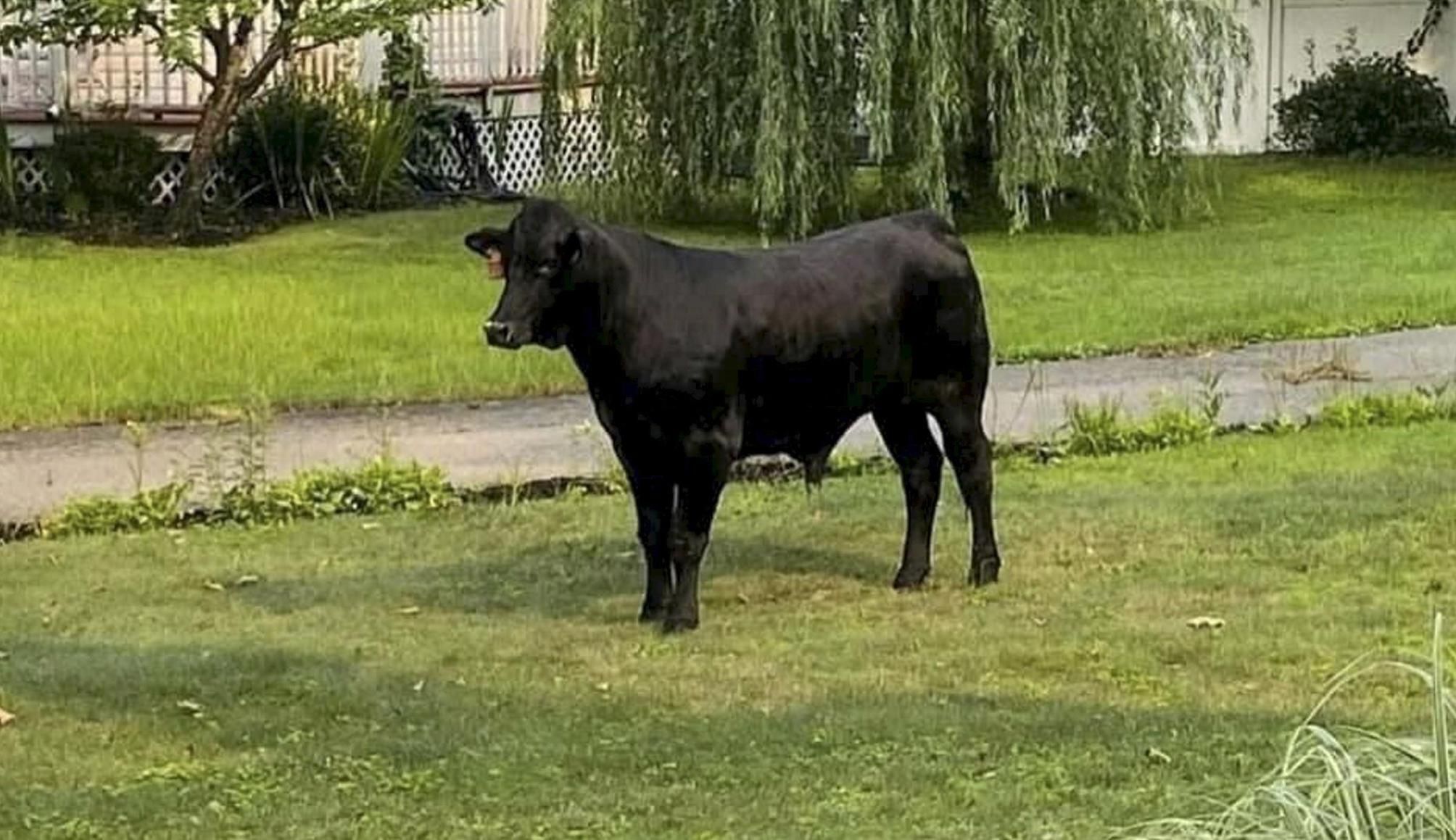 Escaped Bull Remains On The Loose Two Days After Breaking Free Newsday