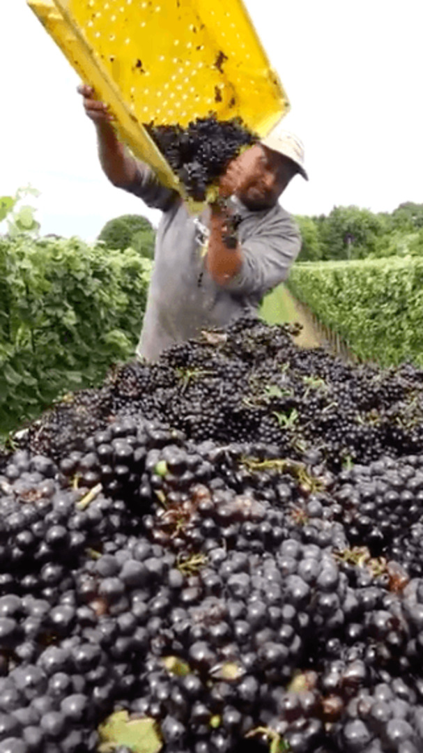 Pop artist James Rizzi dead at 61 - Newsday