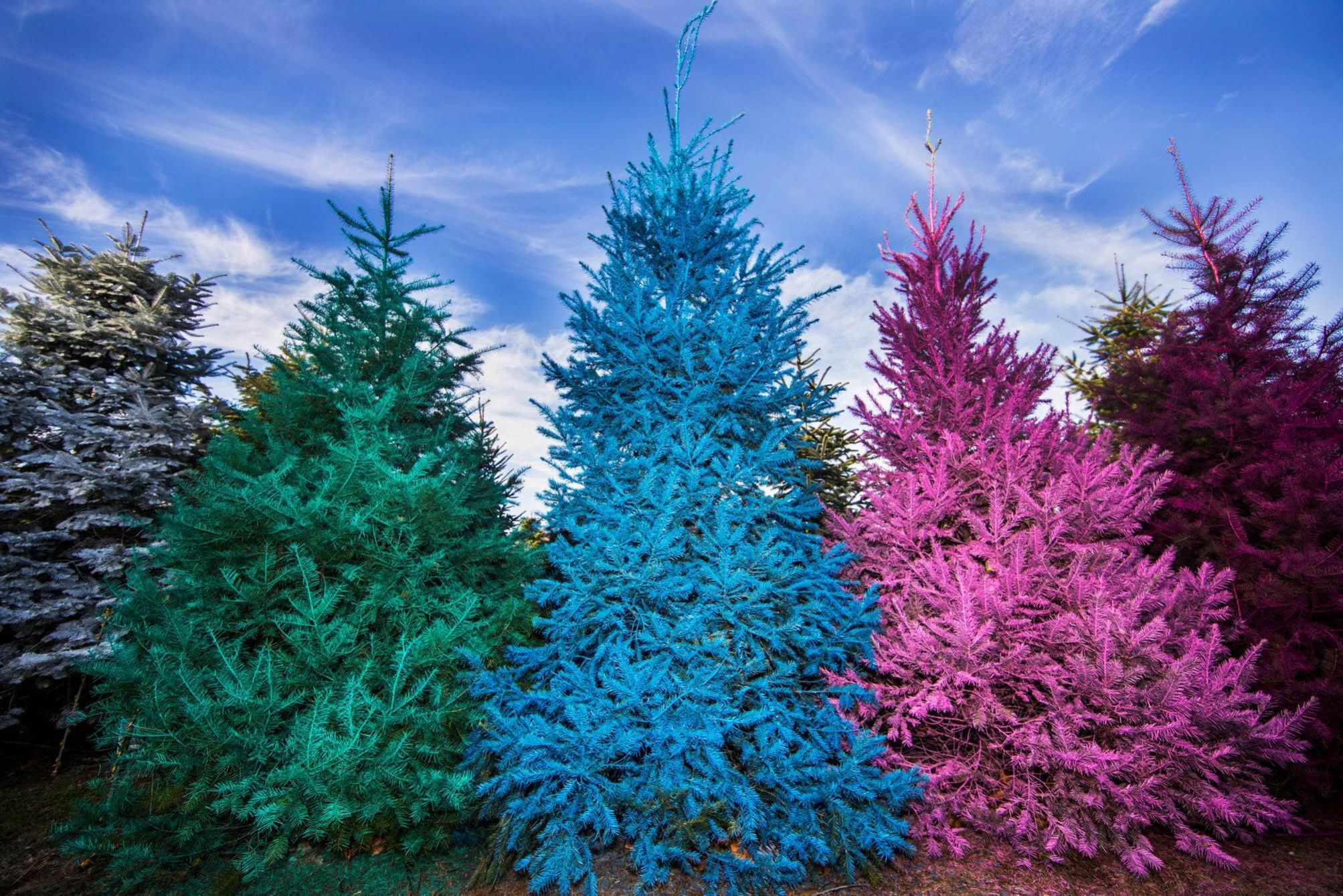 Brightly Colored Christmas Trees Now Trending At Dart's Farm In Southold - Newsday