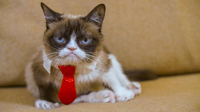 Pet Celebrities: How Grumpy Cat Became a Household Name - ABC News