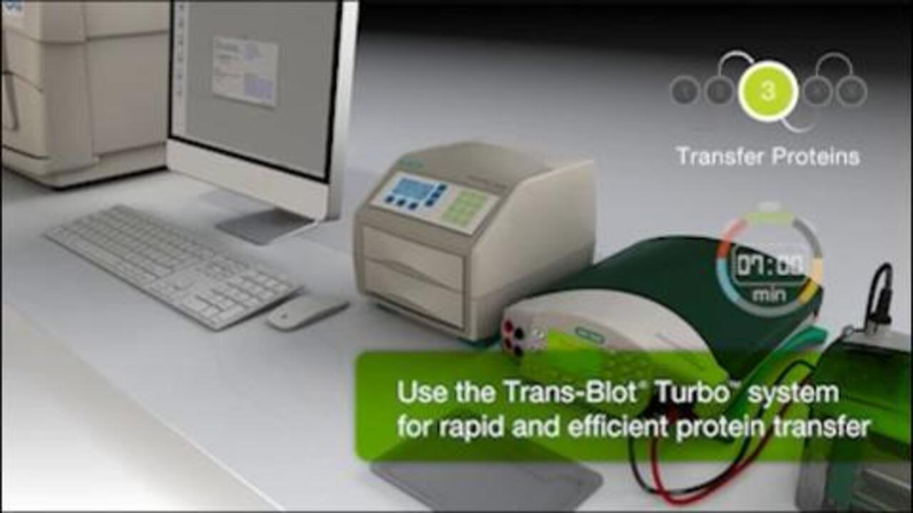 V3 Western Workflow™ from Bio-Rad | Biocompare.com