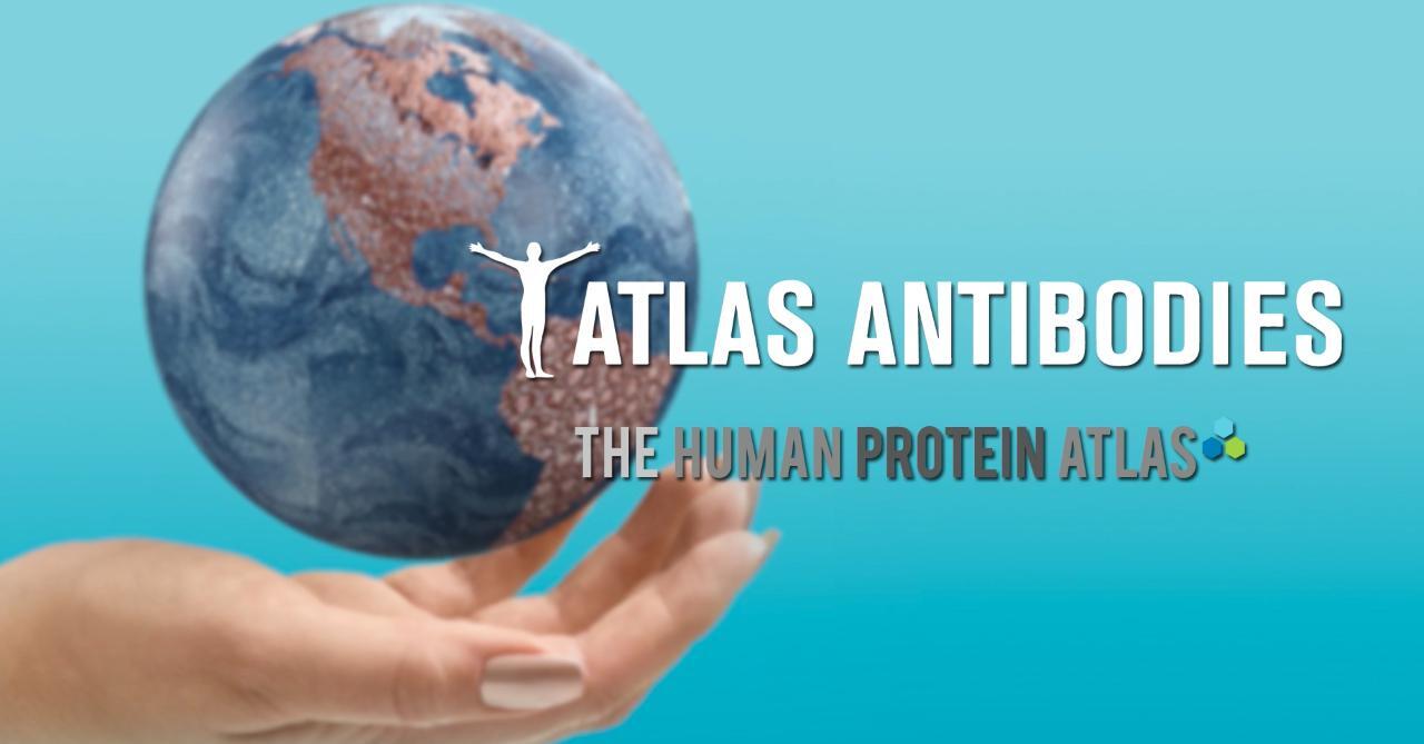 Watch Video: Atlas Antibodies Demos The Human Protein Atlas online |  Biocompare Streaming Video