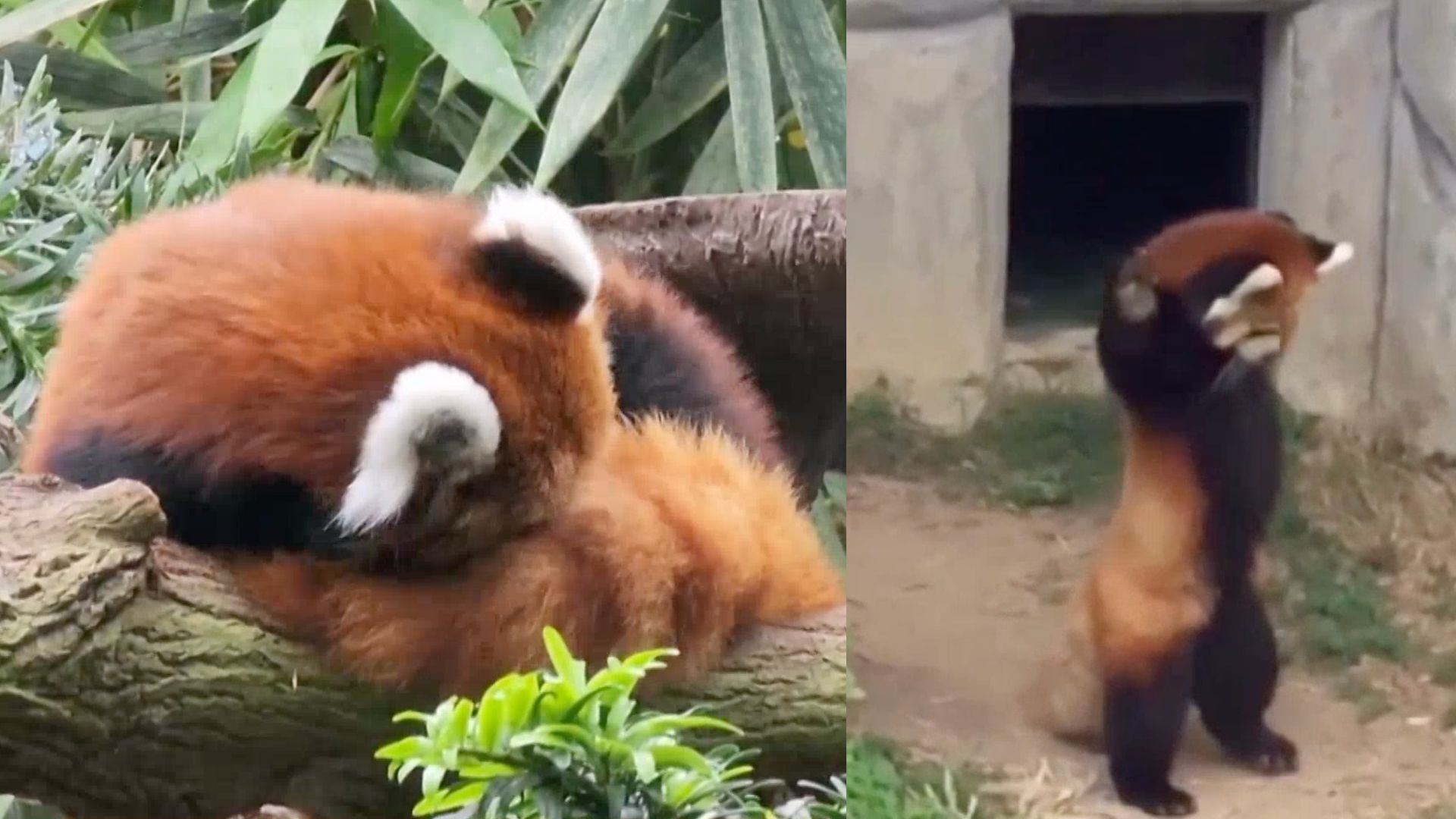Watch these adorable and silly little Red Pandas