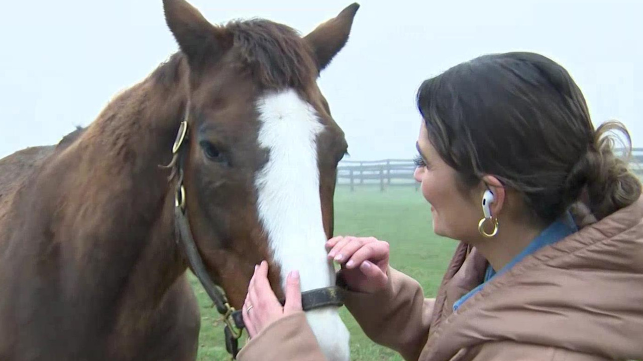 Learn the incredible impact of equine experiential connection