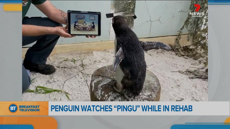 penguin speedo