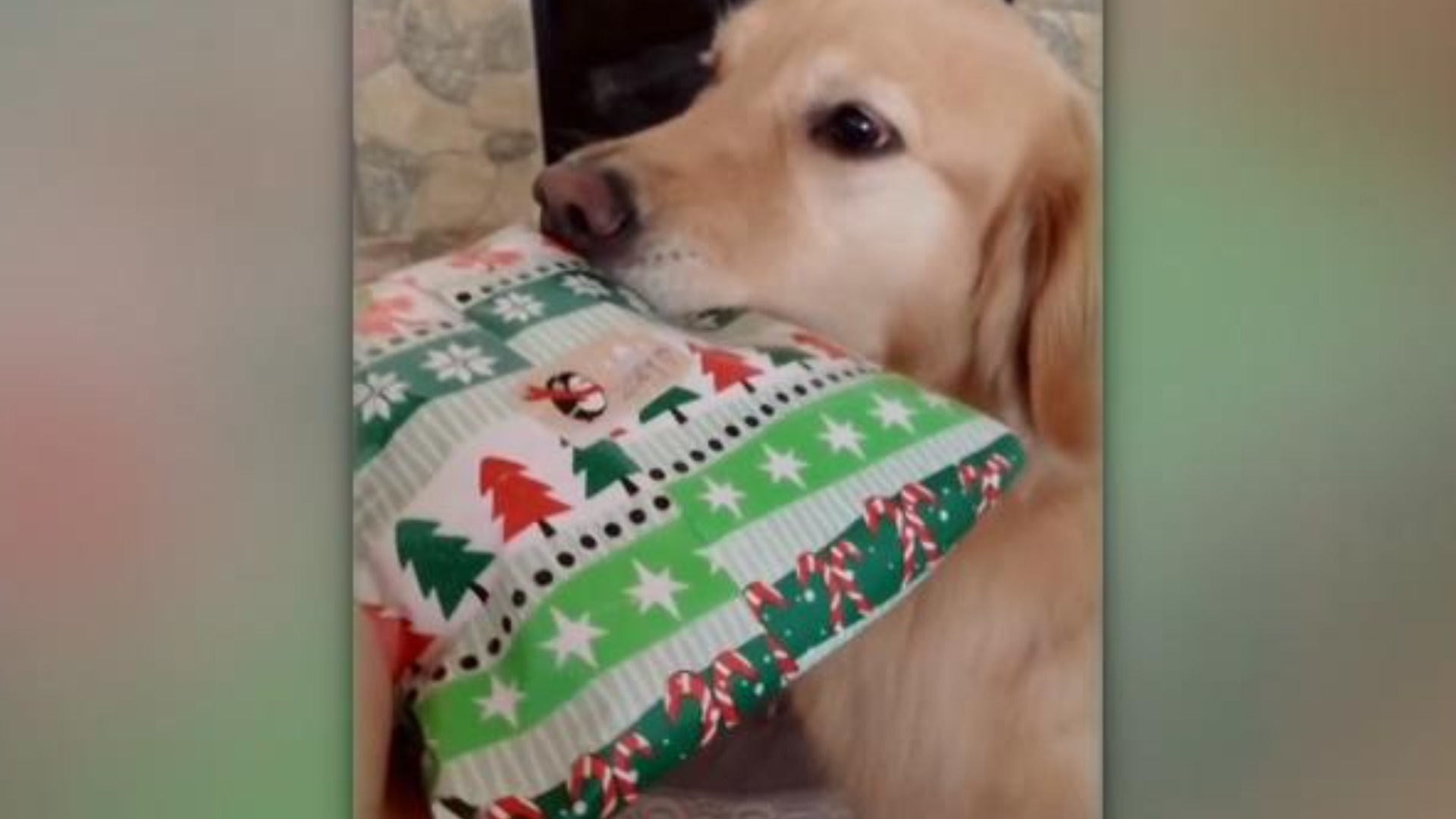 New Puppy For Christmas 2022 December Dog Opens Hilarious Christmas Present