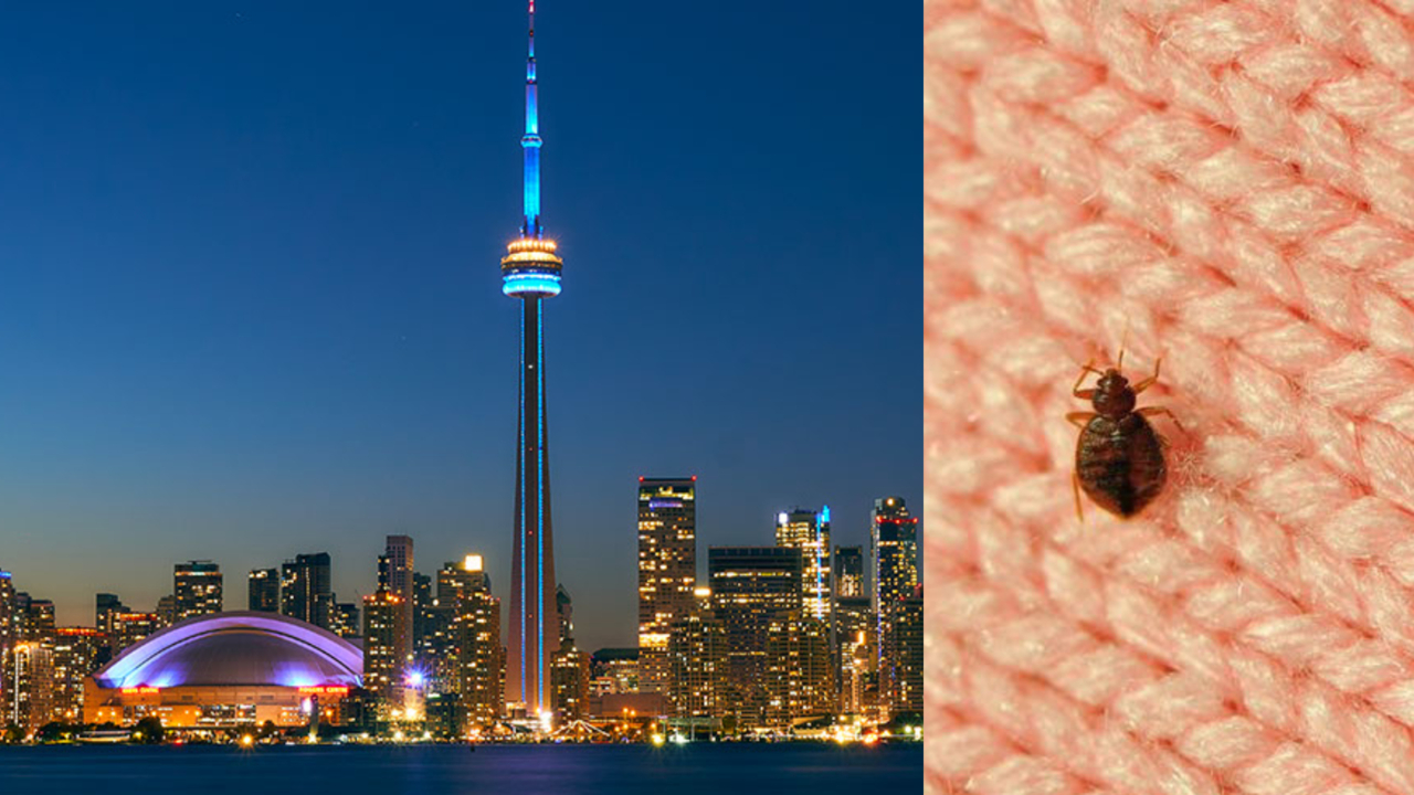 Toronto has been named the bed bug capital of Canada... again