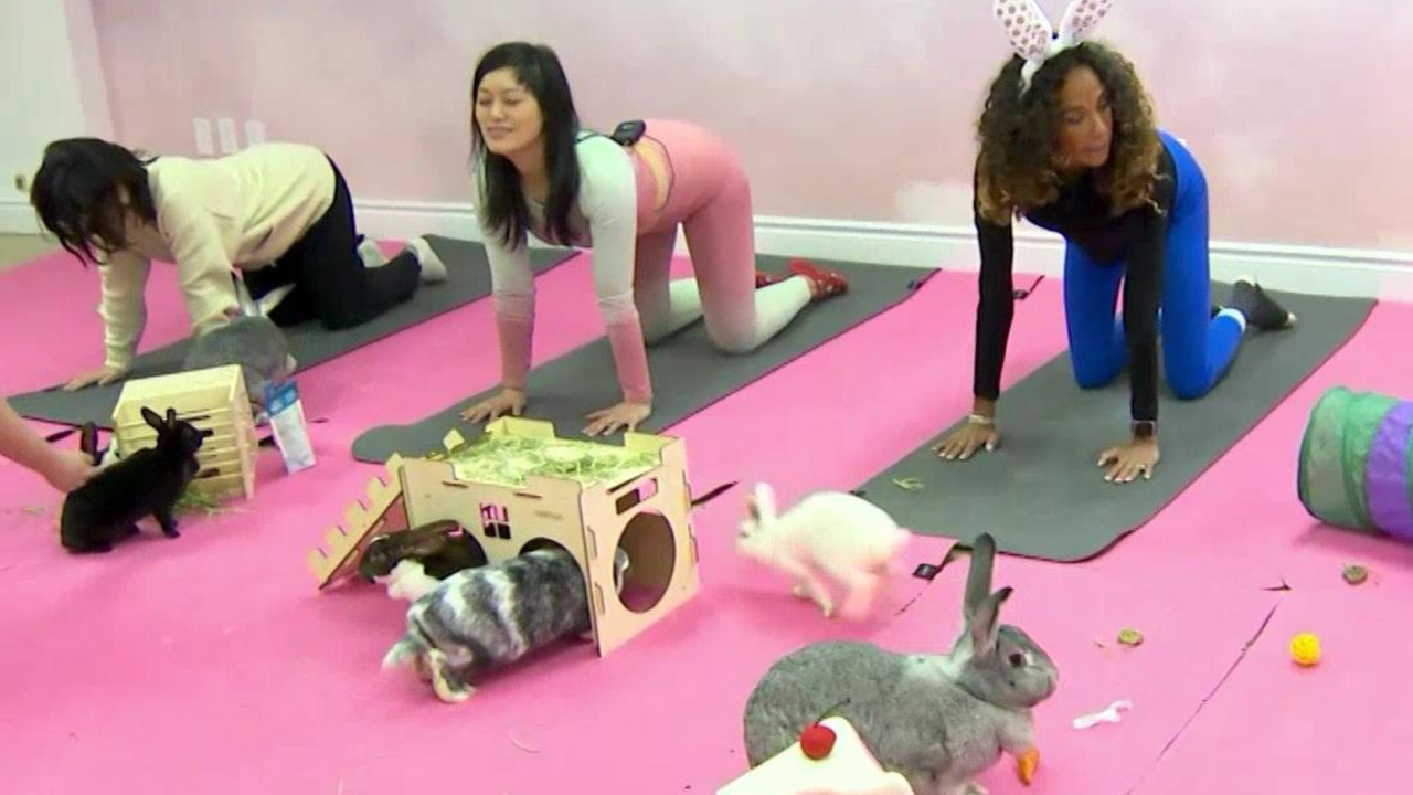 Every-bunny loves yoga: Natalie stops by Yoga Kawa to try out an adorable bunny yoga session