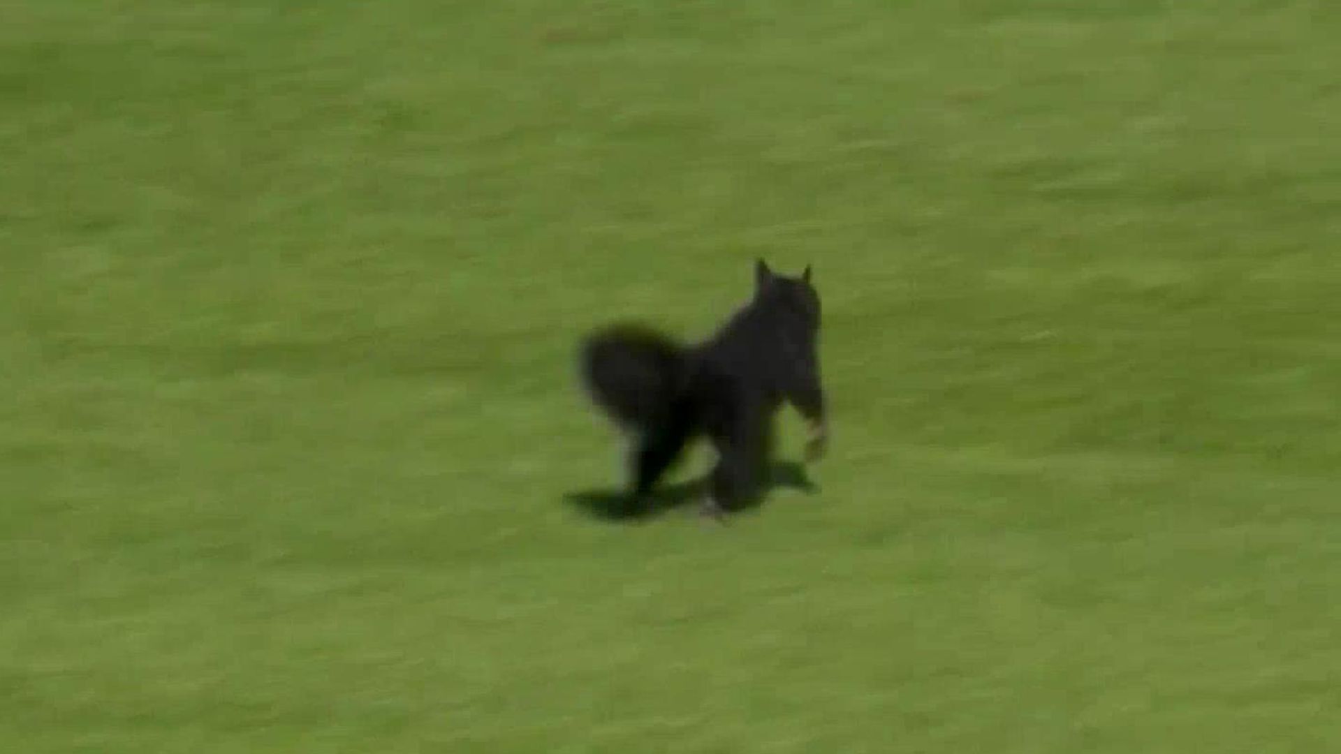 The Detroit Tigers new starting shortstop is... a squirrel?