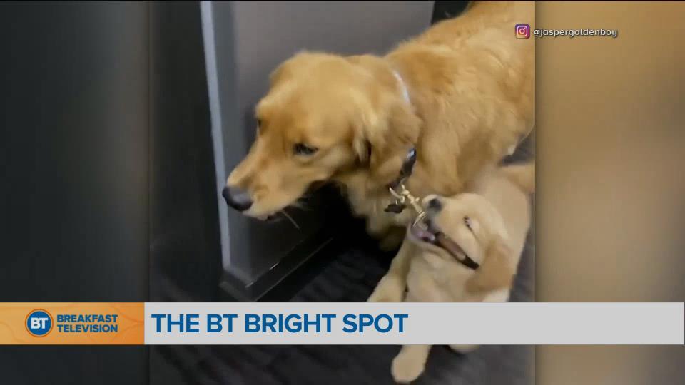 BT Bright Spot: Puppy takes big brother for walk