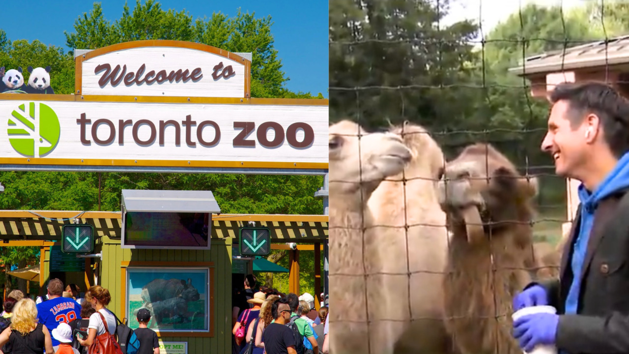 Here’s what’s been happening at the Toronto Zoo
