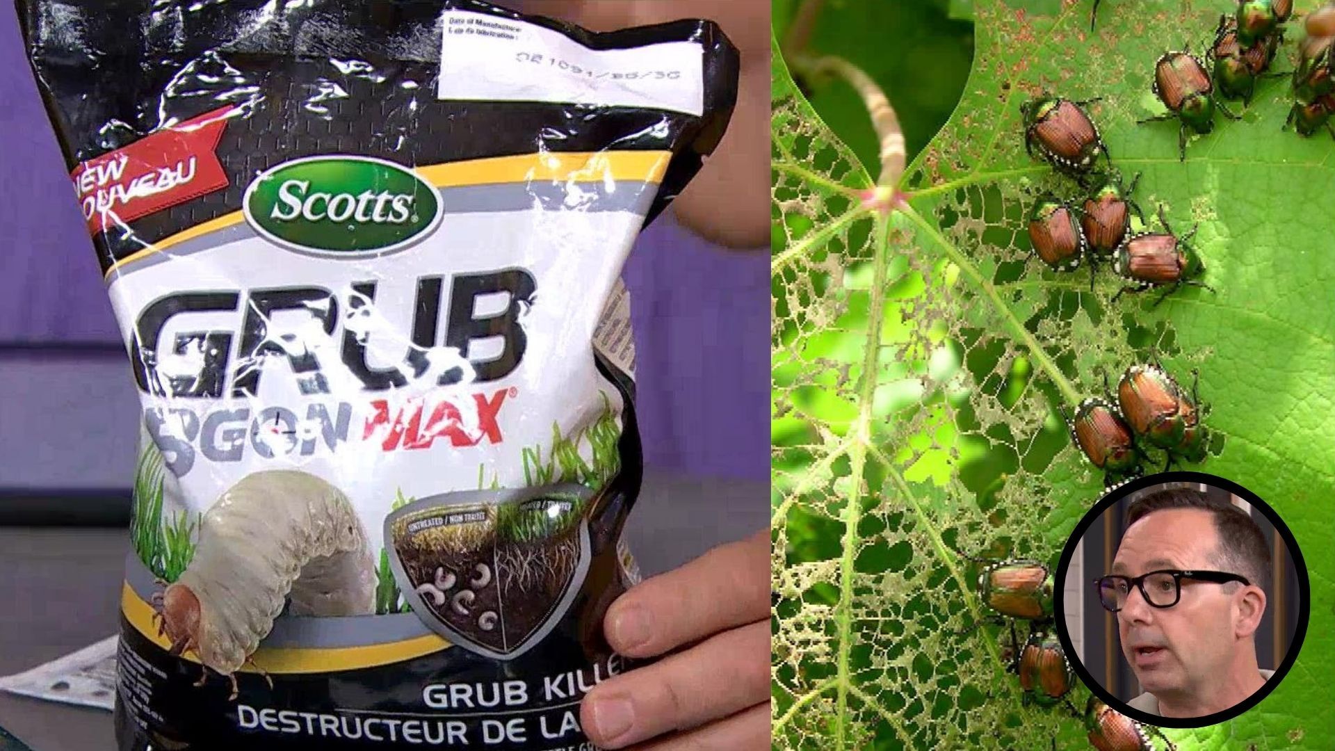 Frankie Flowers breaks down the must see bugs of the summer