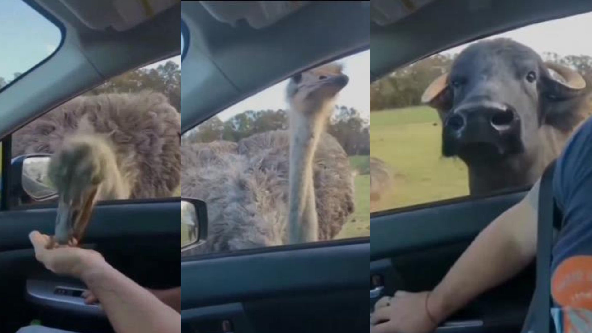 These safari animals aren't shy when it comes to eating